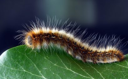 Comment se débarrasser des chenilles processionnaires ?