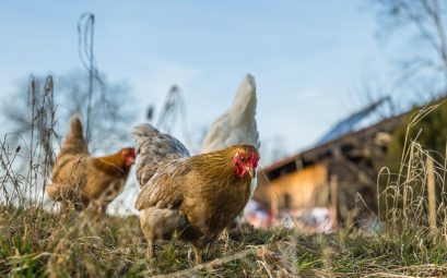 Optimisez l'abreuvement de votre élevage de volaille