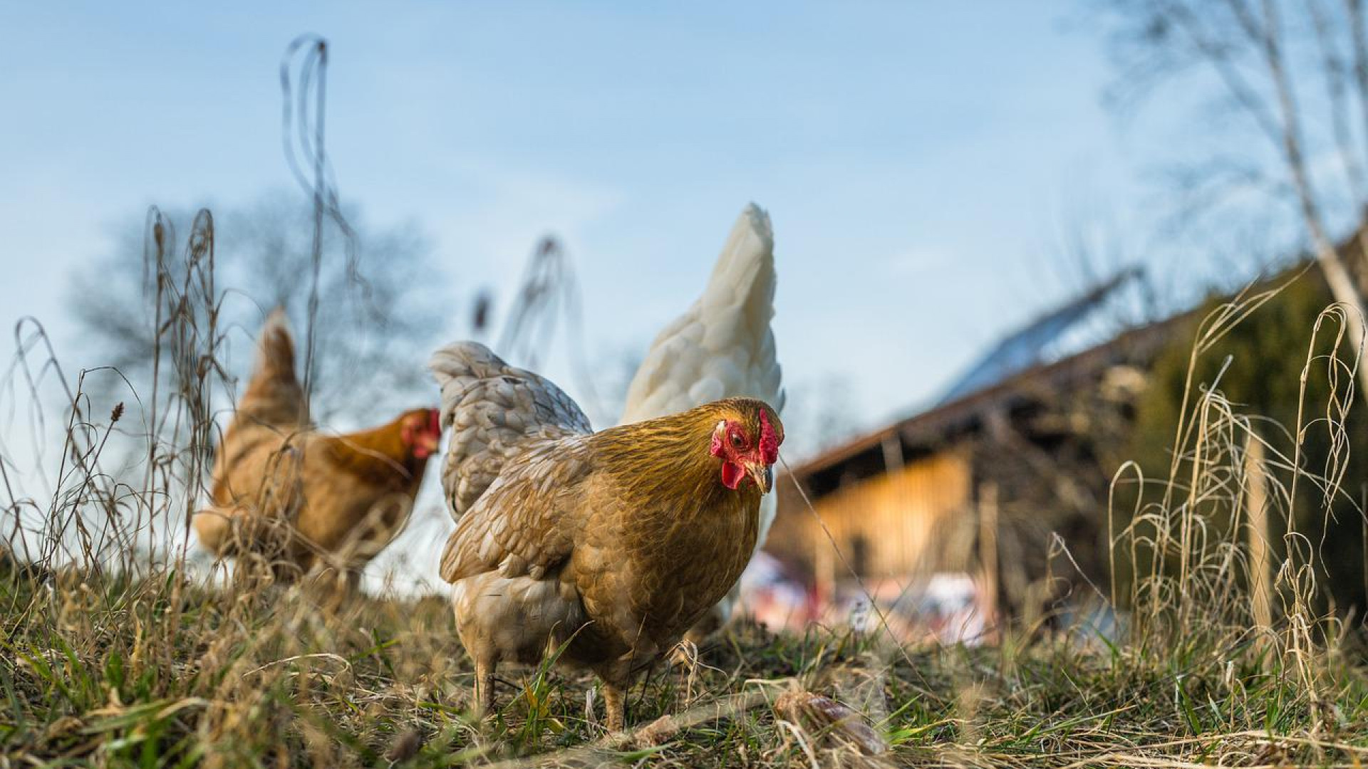 Optimisez l'abreuvement de votre élevage de volaille